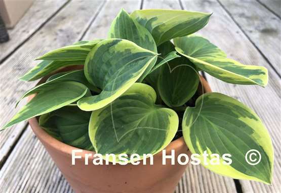 Hosta Lakeside Legal Tender