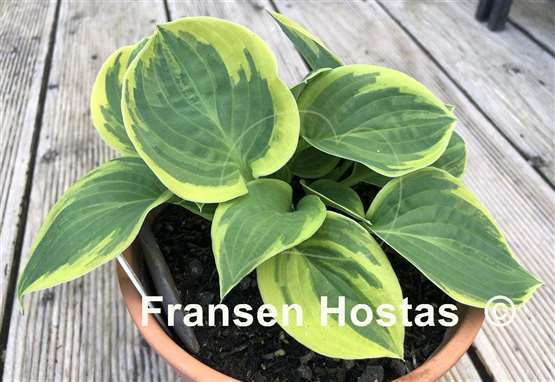 Hosta Lakeside Legal Tender