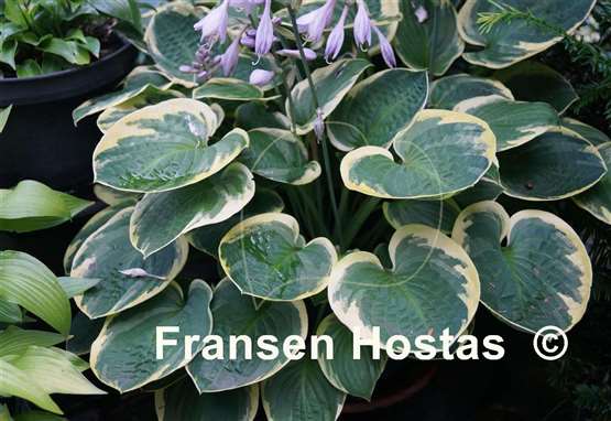 Hosta Lakeside Legal Tender