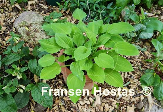 Hosta Lakeside Lime Time