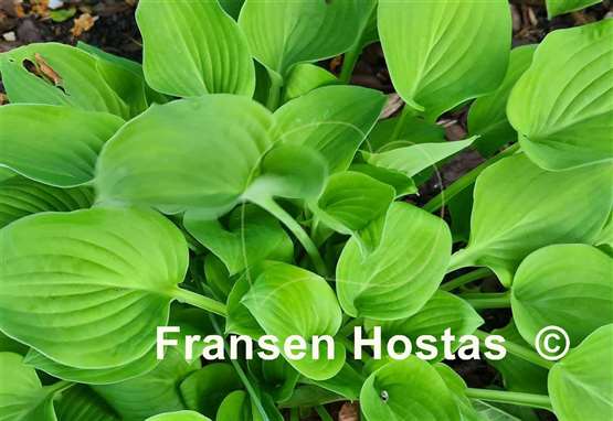 Hosta Lakeside Lime Time