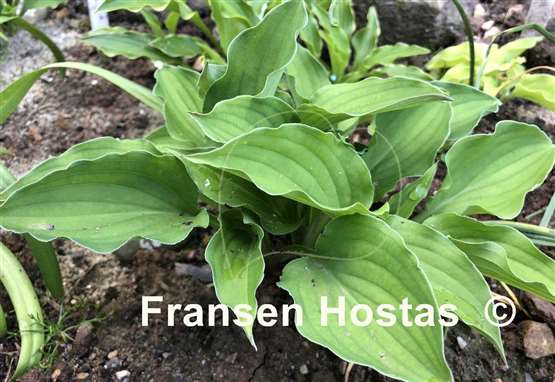Hosta Lakeside Little Gem