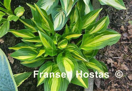 Hosta Lakeside Little Tuft