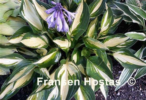 Hosta Lakeside Little Tuft