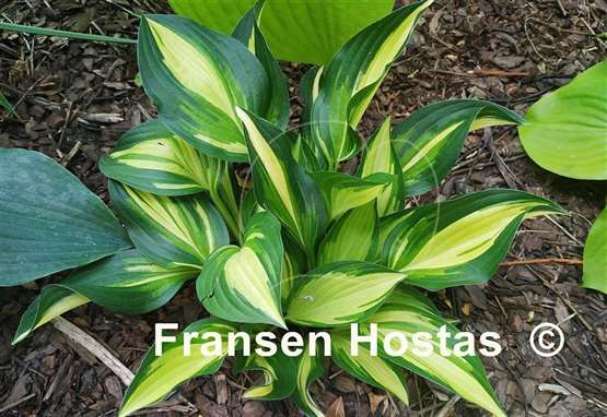 Hosta Lakeside Little Tuft