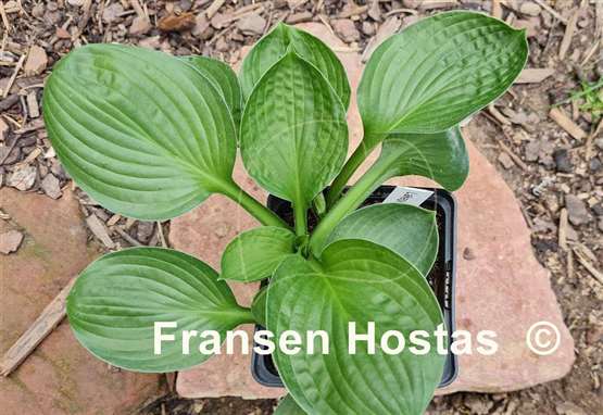 Hosta Lakeside Lollipop