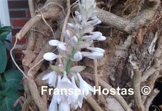Hosta Lakeside Maverick