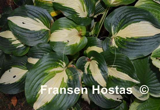 Hosta Lakeside Meter Maid
