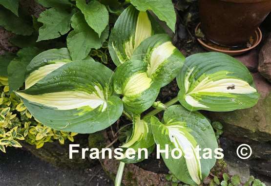 Hosta Lakeside Meter Maid