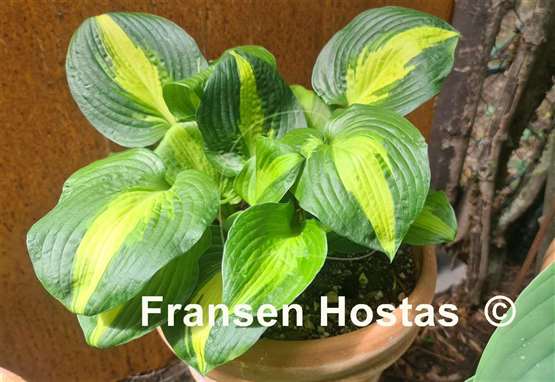 Hosta Lakeside Meter Maid