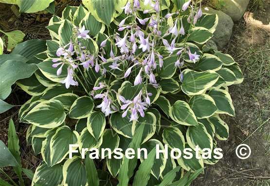 Hosta Lakeside Miss Muffett