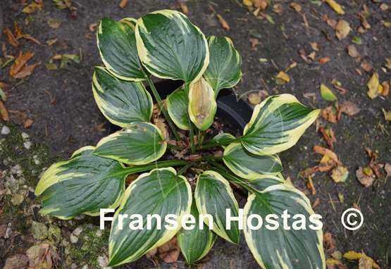 Hosta Lakeside Missy Little