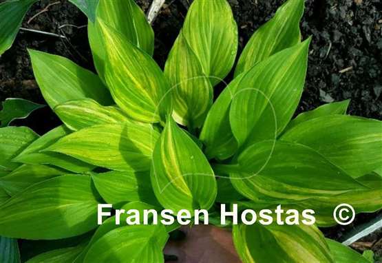 Hosta Lakeside Mom