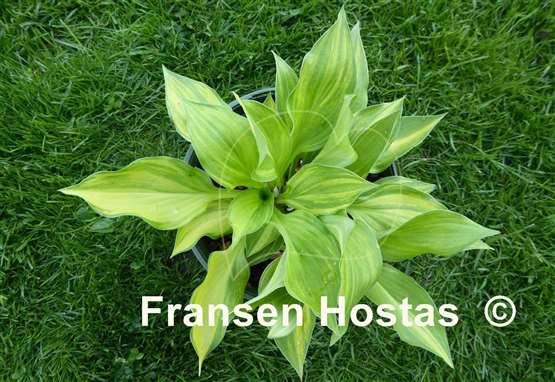 Hosta Lakeside Mom