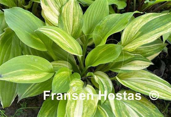 Hosta Lakeside Mom