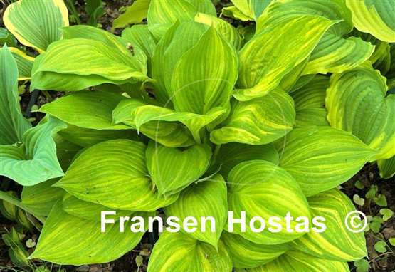 Hosta Lakeside Mom