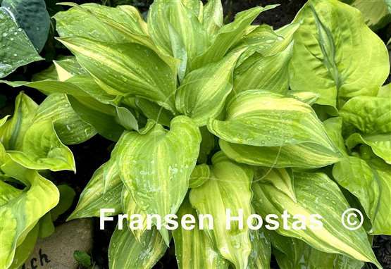 Hosta Lakeside Mom