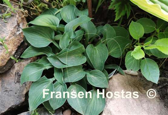 Hosta Lakeside Neat Petite