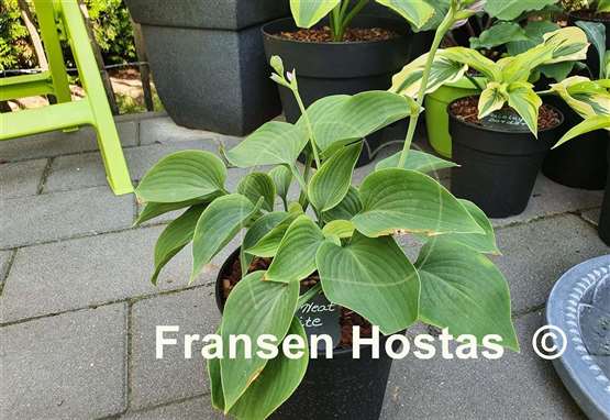 Hosta Lakeside Neat Petite