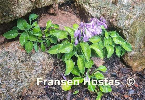 Hosta Lakeside Neat Petite