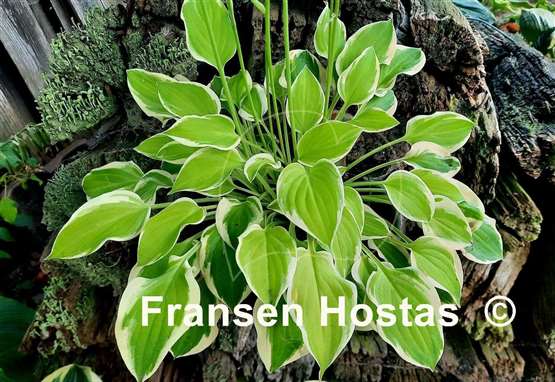 Hosta Lakeside Ninita