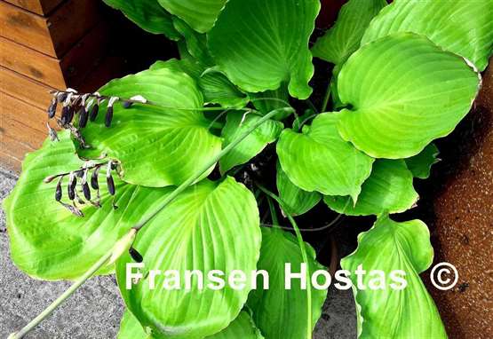 Hosta Lakeside Old Smokey
