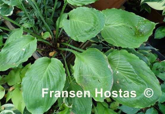 Hosta Lakeside Old Smokey