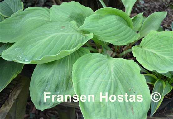 Hosta Lakeside Old Smokey
