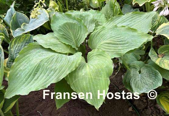 Hosta Lakeside Old Smokey