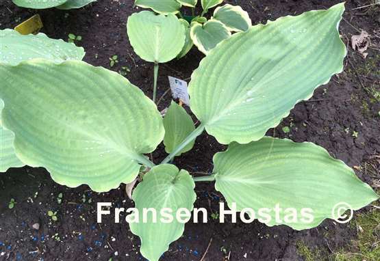Hosta Lakeside Old Smokey