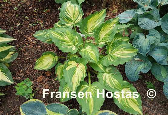 Hosta Lakeside Paisley Print