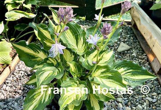 Hosta Lakeside Paisley Print
