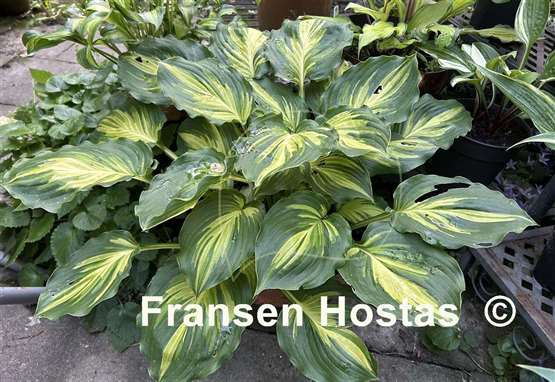 Hosta Lakeside Paisley Print