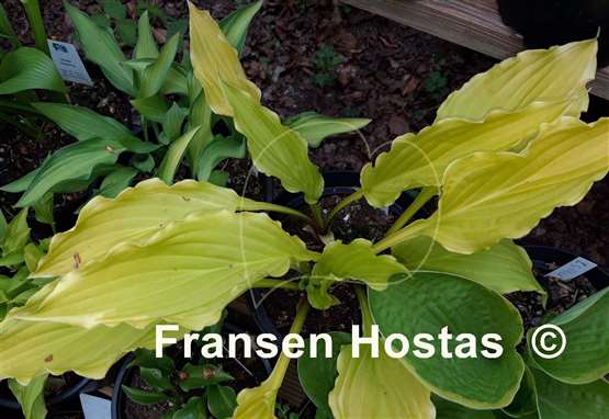 Hosta Lakeside Party Dress