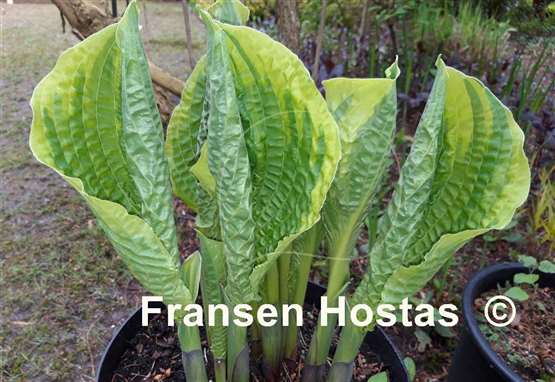 Hosta Lakeside Prophecy Fulfilled