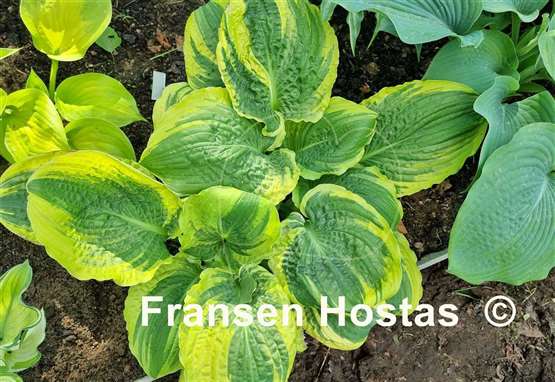 Hosta Lakeside Prophecy Fulfilled