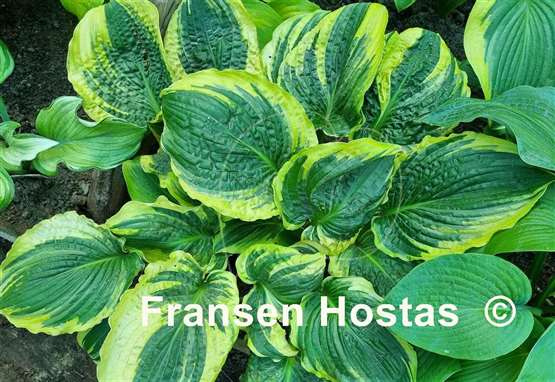 Hosta Lakeside Prophecy Fulfilled