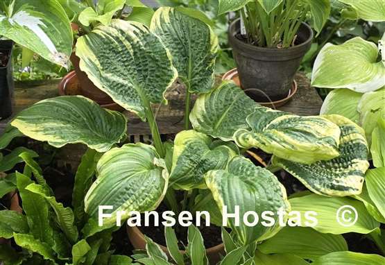 Hosta Lakeside Prophecy Fulfilled