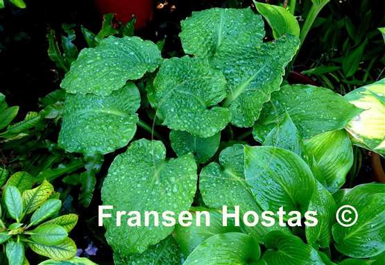 Hosta Lakeside Prophecy