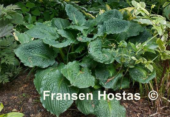 Hosta Lakeside Prophecy