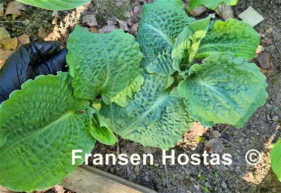 Hosta Lakeside Prophecy