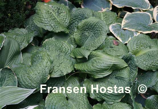 Hosta Lakeside Prophecy