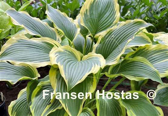 Hosta Lakeside Ring Master