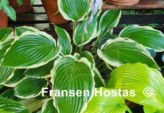 Hosta Lakeside Ring Master
