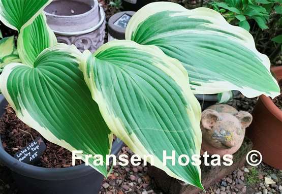 Hosta Lakeside Rocky Top