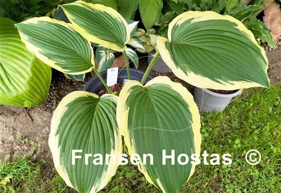 Hosta Lakeside Rocky Top