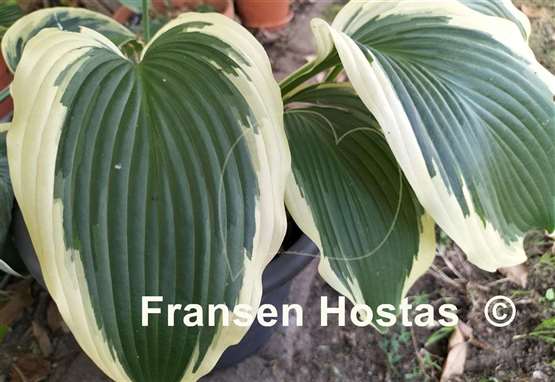 Hosta Lakeside Rocky Top