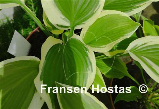 Hosta Lakeside Rocky Top