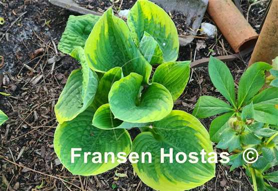Hosta Lakeside Roy El 
