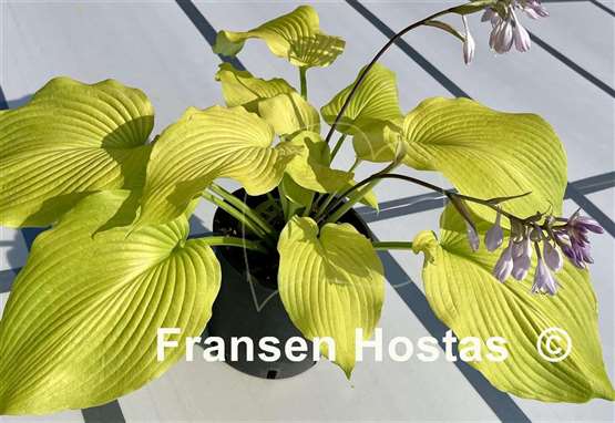 Hosta Lakeside San Kao